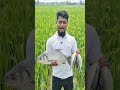 ধান ক্ষেতে মাছ চাষ #fhoryou #viral #highlight #reels