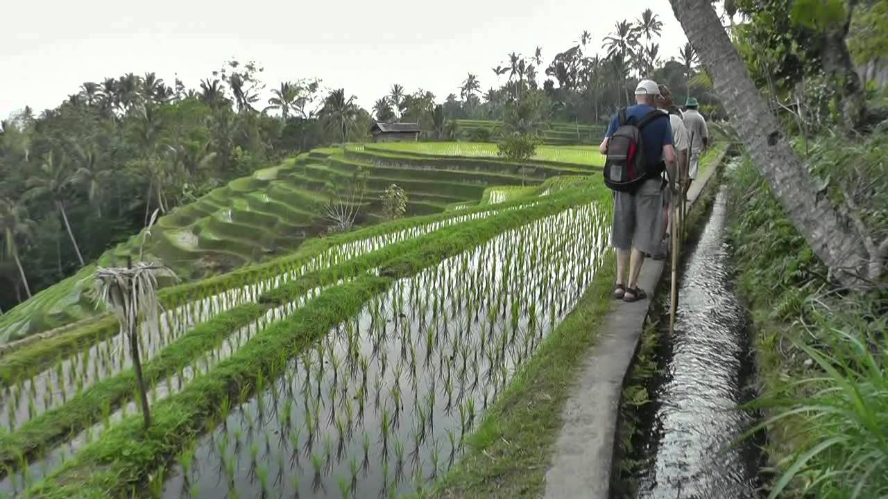 Les rizi res de BALI en Indon sie 09 2012 vid o Dany Les rizi res de BALI en Indon sie 09 2012 vid o Dany