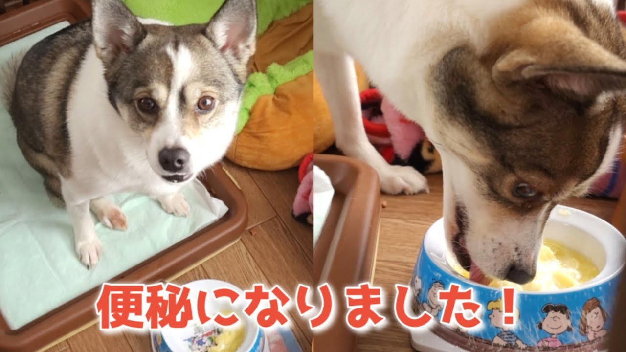 保護犬 愛犬が便秘 子犬 病院へ行く前に 便秘解消法 Youtube