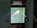 koleksi ikan gurame di aquarium #gurame #hobbyikan