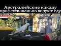 Австралийские какаду профессионально воруют еду.