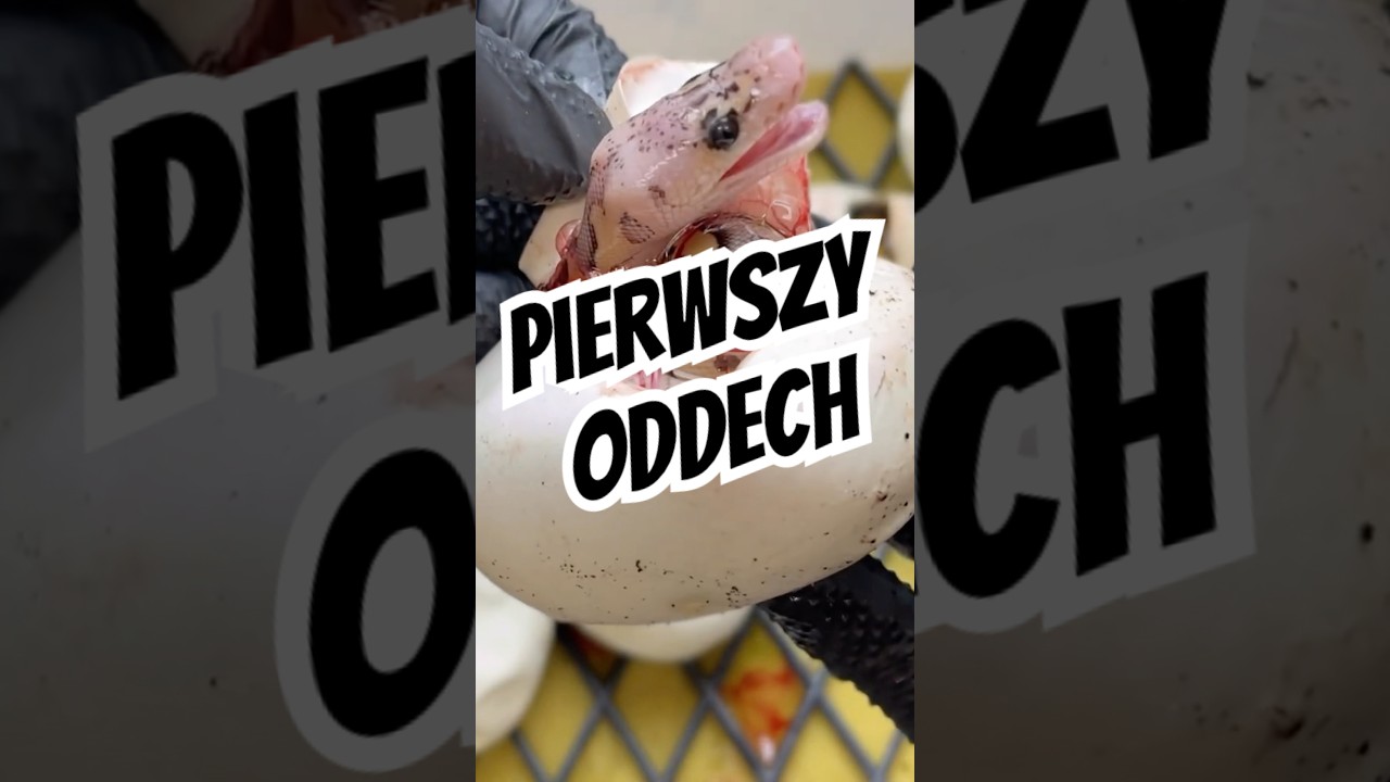 Pierwszy Oddech Pytona Królewskiego🐍  #pythonregius #snake #ballpython #oddech #breathe #snake #waz