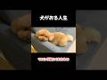 犬がおる人生。
