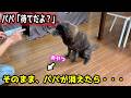 【忠犬？頑固犬？】甲斐犬は飼い主がいなくても「待て」ができるのか