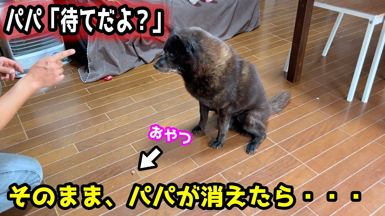 【忠犬？頑固犬？】甲斐犬は飼い主がいなくても「待て」ができるのか