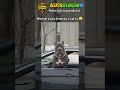 NEM PRECISA TRANCAR O CARRO 😲 | #animal #cachorro