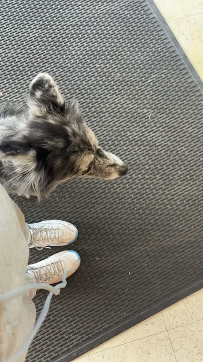 SERVICE DOG ACCESS ISSUE AG A THRIFT STORE #disabilityawareness #servicedog #dogtraining
