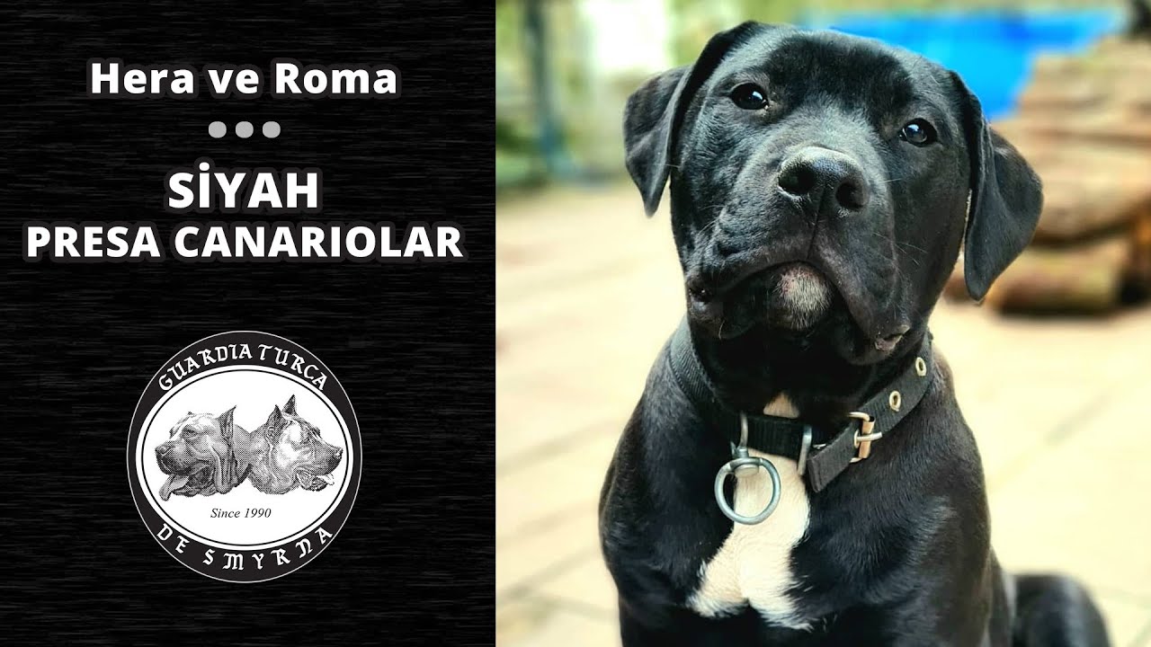 Siyah Presa Canariolar Çiftlikte - Çiftlik Turu