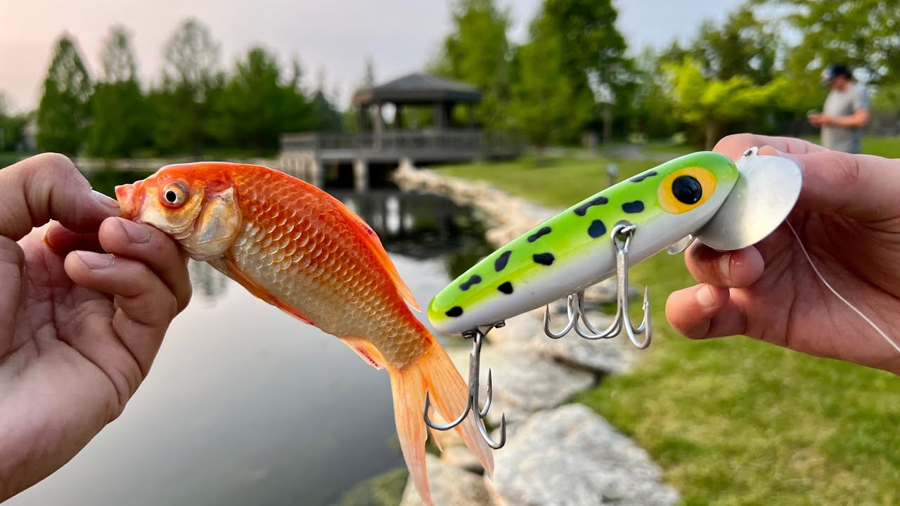 Please check out our shop on our - Channel Island Lures