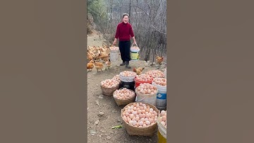 Peternakan Ayam Petelur Di Tiongkok Dengan Sistem Umbaran #ayampetelur