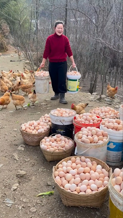 Peternakan Ayam Petelur Di Tiongkok Dengan Sistem Umbaran #ayampetelur