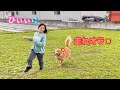 狼に追いかけられる子羊のように愛犬に追いかけ回される姉【ゴールデンレトリバーとミニチュアダックスフンド】