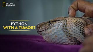 Python with a Tumor? | Snake SOS: Goa’s Wildest | National Geographic