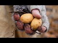 Comfort Food Origins - Fried Potatoes