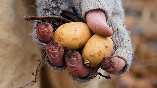 Comfort Food Origins - Fried Potatoes