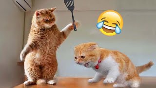 Funny Dogs And Cats Videos 2023 😅 - Best Funniest Animal Videos Of The Month  #18 by AAAF Pets 3,704 views 5 months ago 10 minutes, 27 seconds