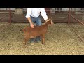 Reid Redden - Sheep &amp; Goat - Body Condition Score