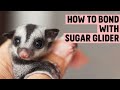 How to Bond with a Sugar Glider | Sugar Glider Behavior