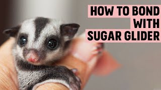 How to Bond with a Sugar Glider | Sugar Glider Behavior