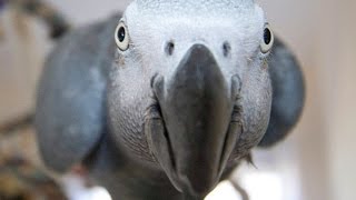 Смешни Папагали Танцуващи Компилация 2015 - Сладък Сови - 720P