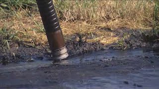 Ocean Beach's dog beach closed after sewage discharge spreads