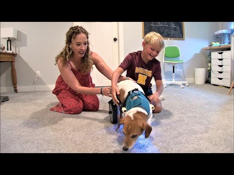 Fifth grader builds wheelchair for his teacher's dog. And not just any fifth grader.