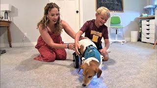 Fifth grader builds wheelchair for his teacher's dog. And not just any fifth grader.