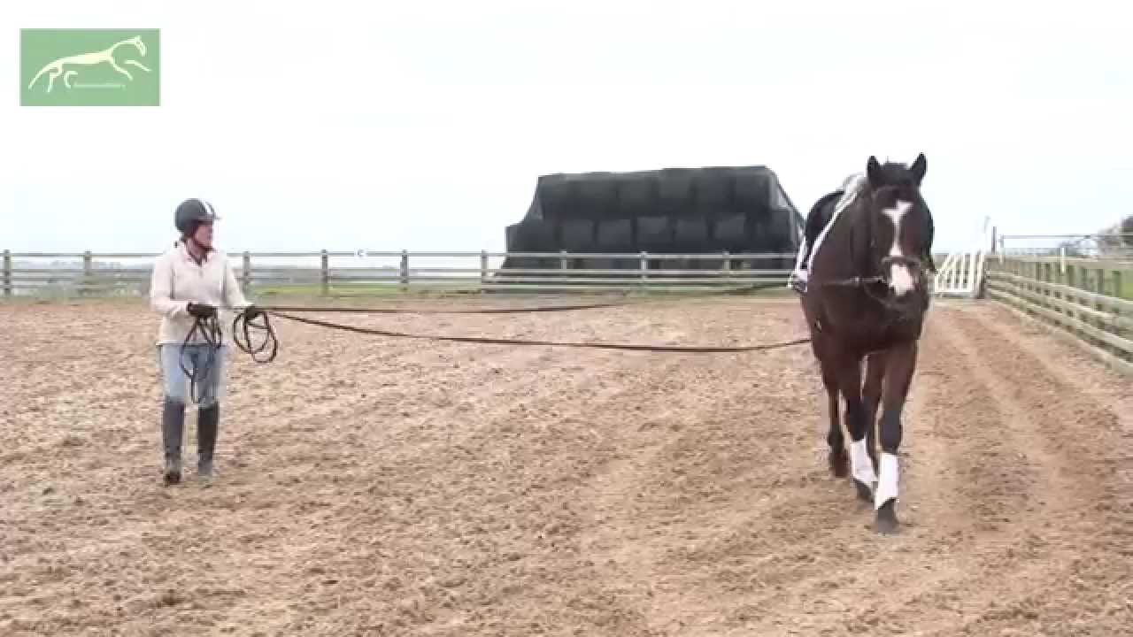 Freddy (Street Power) zero to hero series 1 - long reining