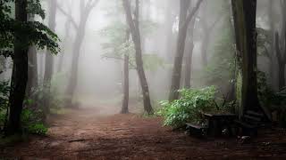 Thunder and Rain Sounds on a Misty Mountain Track (Loop)