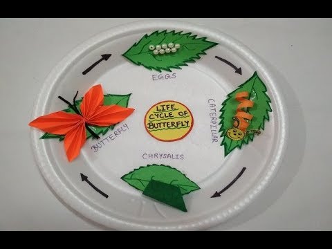 Life Cycle of Butterfly | Model for Kids | Easy Model of Science