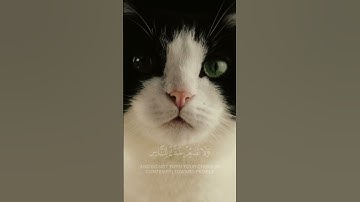 راحة نفسية منظر جميل تلاوة خاشعة #قران #قران_كريم
