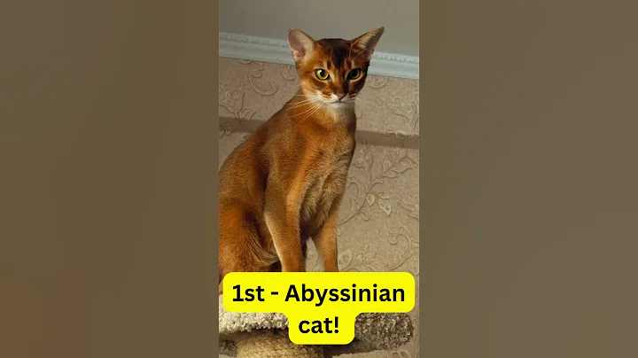 Video 4234491: mainecoon cats catlover, siamesecat, cat breed, meet breeds, facts pets