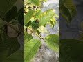 jivan ki sacchai#motivation 💪🌠💯#plant lover#home garden 🏡#viral video