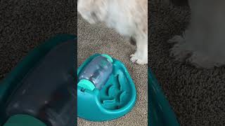 My dog’s NEW puzzle toy feeder!  Easy enrichment