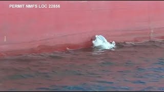 Dolphins spotted using shipping vessels in South Carolina harbor to catch prey