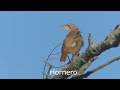 Aves y plantas de bosques Santa Fe Argentina Parte 3 2022