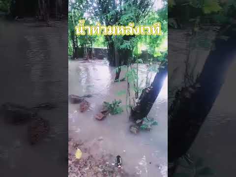 จากศิลปินส์กลายมาเป็นผู้ประสบภ