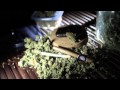 MC漢「I'm a ￥ Plant」(Full ver)