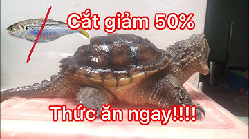 Nuôi rùa common và cho ăn đúng cách để rùa khoẻ mạnh