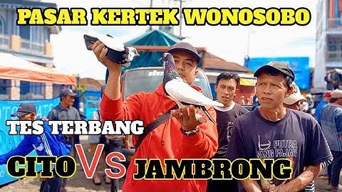 BERBURU MERPATI GIRINGAN LAGI DIPASAR KERTEK WONOSOBO TES TERBANG COCOK LANGSUNG BUNGKUS PART 1