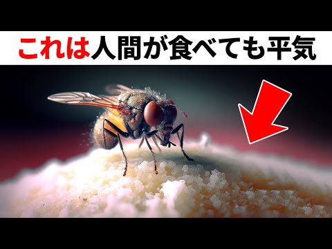 ハエ対策でやりがちな5つの間違い――簡単に解決する方法