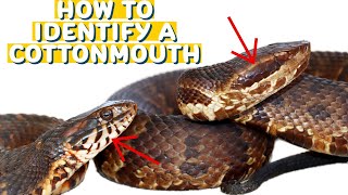 Cottonmouth vs Water snake. How to tell if a snake is venomous.