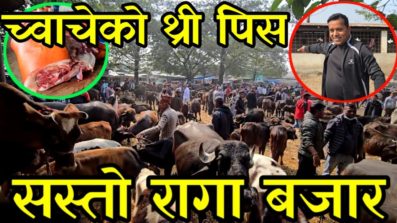 पाँच हजारमै छानी छानी रागा पाडा पाइने आइतबारे बजार,सुङ्गुरको मा सु  झनै सस्तो village market 