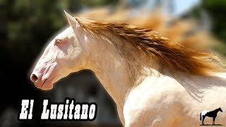 Caballo De Reyes Y El Mas Antiguo De Silla (Lusitano) Del Cerro Soy