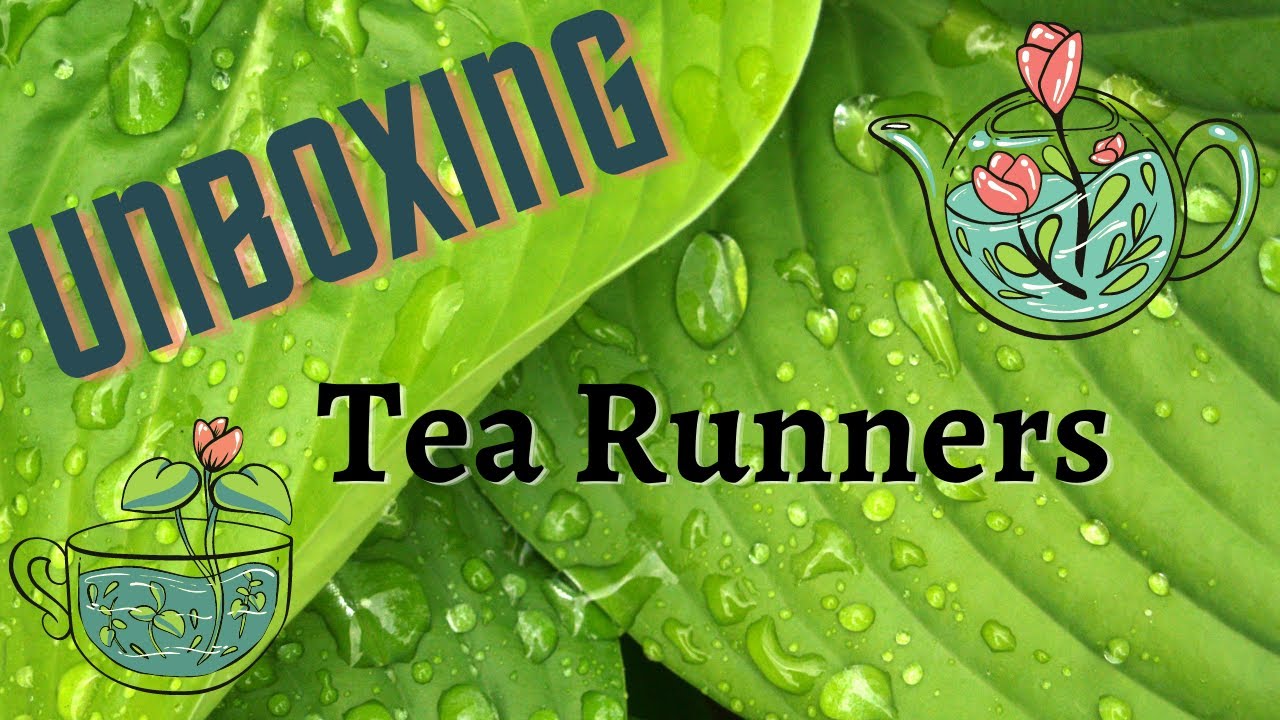 Unboxing Tea Runners subscription (November)