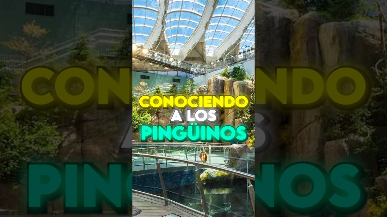 CONOCIENDO PINGÜINOS 🐧😱 #shorts #shortsviral #pingüino #pingüinos #penguin #penguins #canada