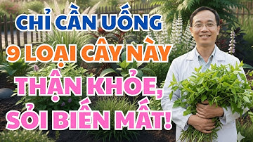 9 CÂY THUỐC QUÝ CỨU THẬN, TAN SỎI NHANH HƠN THUỐC TÂY