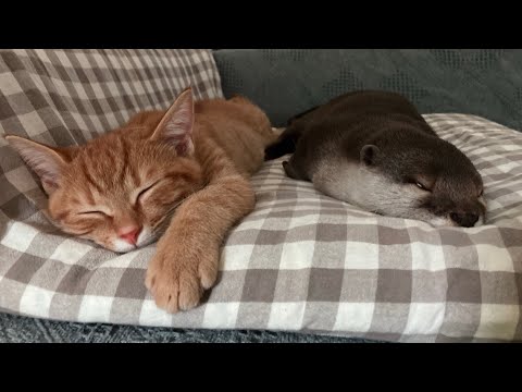 カワウソさくら 猫を枕にして寝るカワウソ otter sleeping with its cat as a pillow