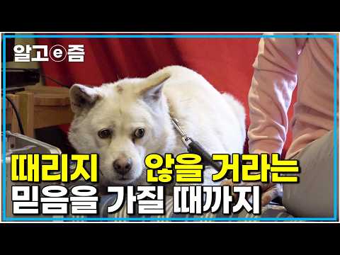 너무 큰 상처를 받아 사람을 믿을 수 없는 개 과연 진심을 담은 사랑을 알게 될까｜세상에 나쁜 개는 없다｜알고e즘