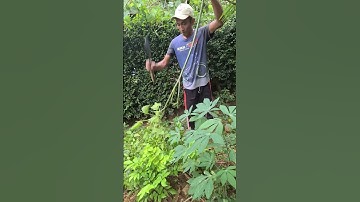 A simple smart tool, the sickle, is perfect for trimming branches beside the house #shorts